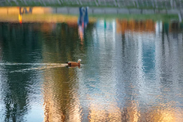 Bebek berenang di kolam kota terhadap latar belakang matahari terbenam. — Stok Foto