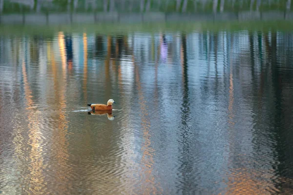 Kachna plave v městském rybníku na pozadí zapadajícího slunce. — Stock fotografie