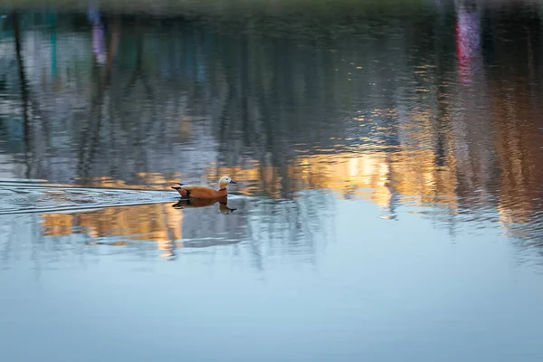 Kachna Plave Městském Jezírku Pozadí Zapadajícího Slunce Odrazy Stromů Vodě — Stock fotografie