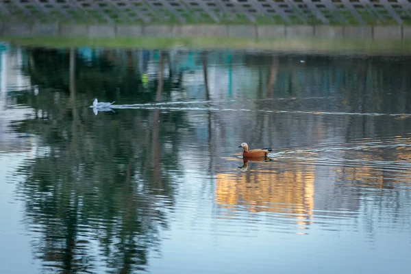 Kachna plave v městském rybníku na pozadí zapadajícího slunce. — Stock fotografie