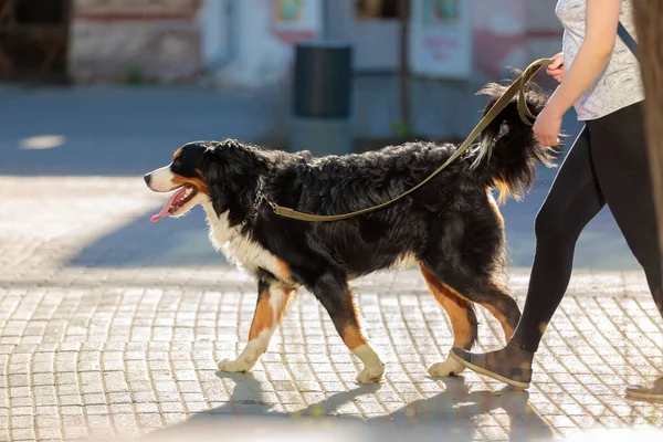 Kızın biri büyük bir köpekle şehirde dolaşıyor. Köpeğe tasma tak.