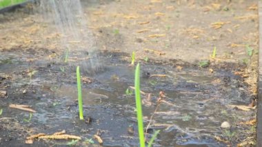 Sulama kabuğundan filizlenen soğan filizlerini suluyorum.