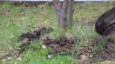 Ağacın yanındaki zemini kürekle kazıyor.