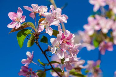 Çiçek açan yabani elma ağacı pembe ve beyaz çiçeklerle.