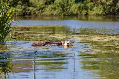 A large fluffy dog bathes in a pond from the heat.
