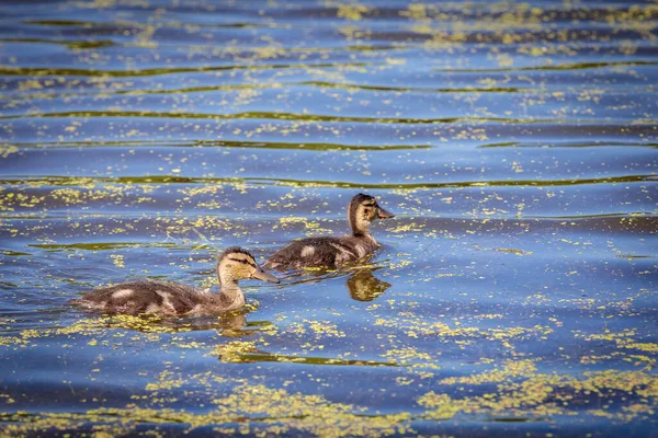 白天，在鸭的监督下，小鸭在池塘里游泳 — 图库照片