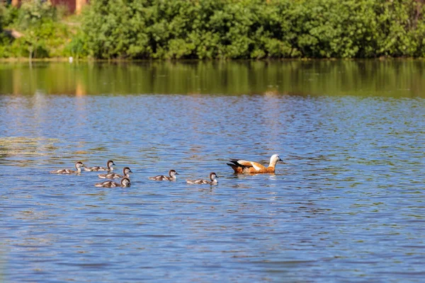 Durante o dia, os patinhos nadam na lagoa sob a supervisão de um pato. — Fotografia de Stock