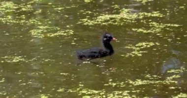 A small black duckling swims in the pond in search of food.