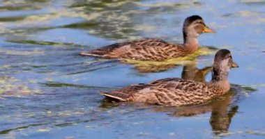During the day, two brown ducks swim along the pond.