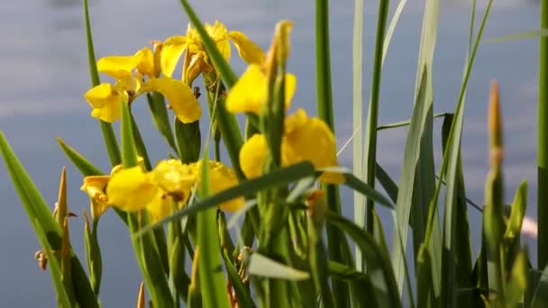 Yellow marsh iris sways in the wind by the pond. — Stockvideo