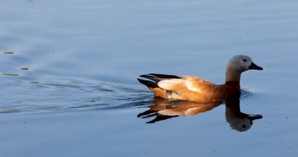 During the day, a large beautiful duck swims along the pond. — ストック動画