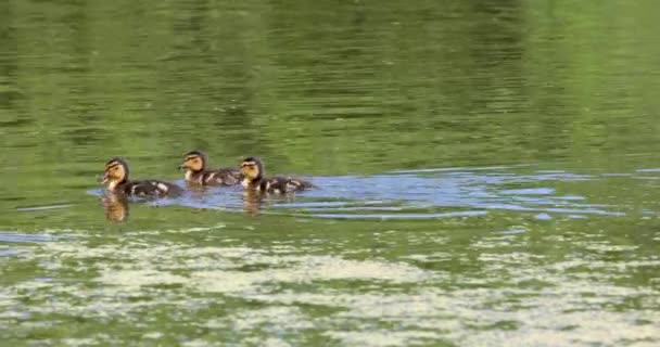 Маленькие утята плавают в пруду в поисках пищи. — стоковое видео