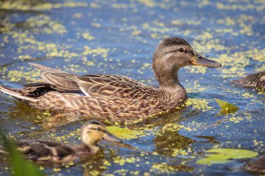 During the day, a wild duck swims along the pond. Close-up