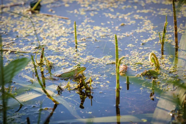 Katak hijau duduk di kolam di cabang pohon. Close-up — Stok Foto