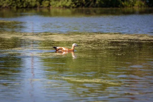 Během dne plave kolem rybníka divoká kachna. Detailní záběr — Stock fotografie