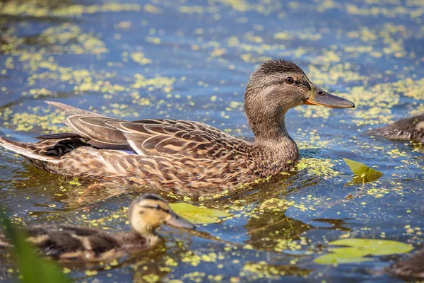 Během dne plave kolem rybníka divoká kachna. Detailní záběr — Stock fotografie