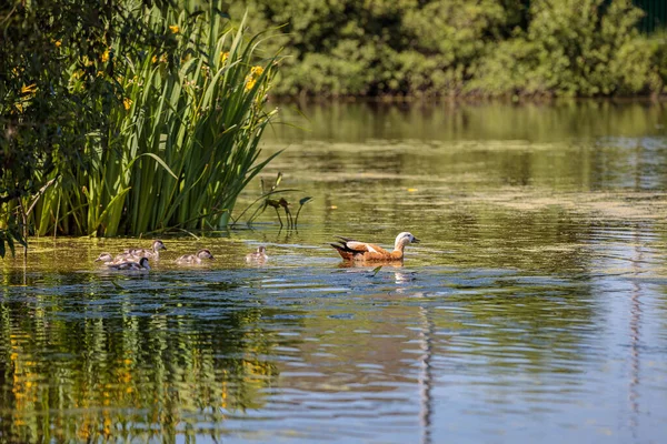 Během dne, kachny plavou v jezírku pod dohledem kachny — Stock fotografie