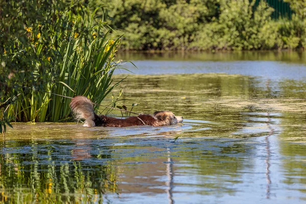 Velký nadýchaný pes se koupe v jezírku z horka. — Stock fotografie