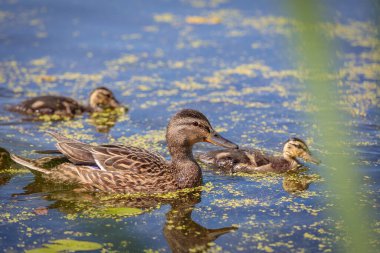 During the day, ducklings swim in the pond under the supervision of a duck
