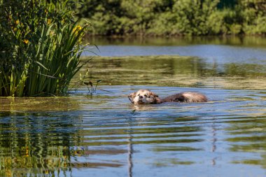 A large fluffy dog bathes in a pond from the heat.