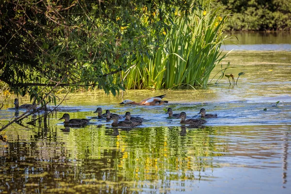 Během dne, kachny plavou v jezírku pod dohledem kachny — Stock fotografie