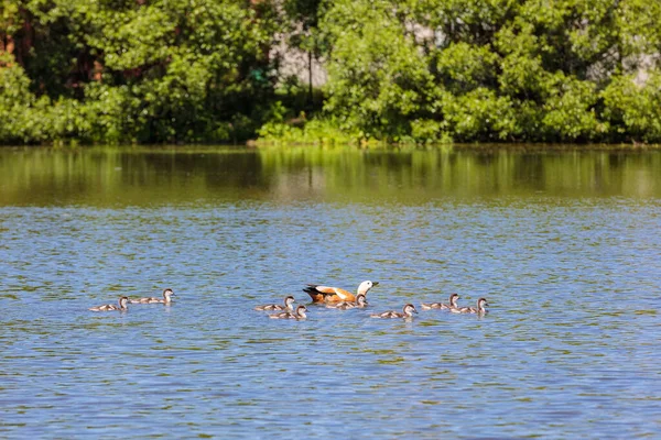 Pendant la journée, les canetons nagent dans l'étang sous la supervision d'un canard — Photo