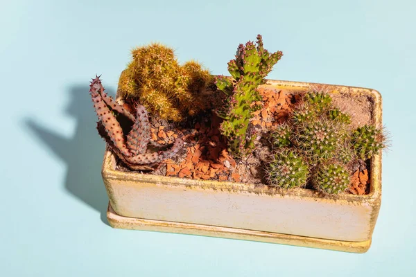A set of cactus flowers in one pot. Composition from cacti.