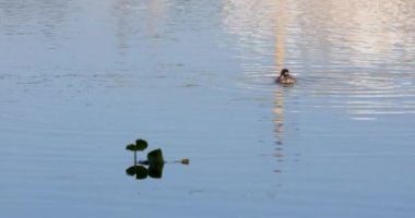 Küçük yalnız bir ördek yavrusu yiyecek aramak için bir gölette yüzer. Yakın plan.
