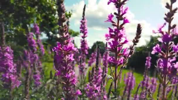 公園では柳茶が風に揺れる イワン茶の花はピンク色です 公園の風景です — ストック動画