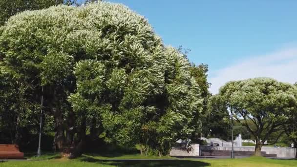 風に強い球状の柳が揺れる 柳の枝がスローモーションで揺れる — ストック動画