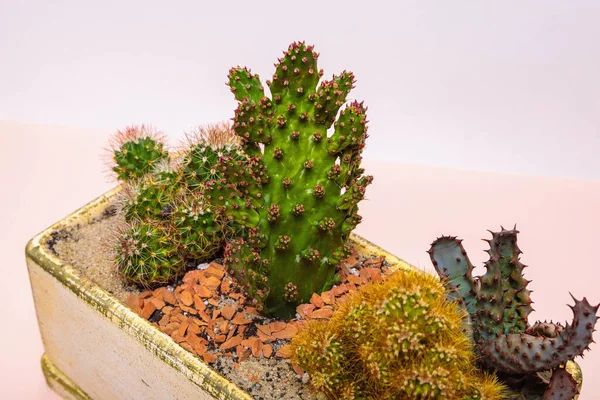 Satu Set Bunga Kaktus Dalam Satu Panci Komposisi Dari Cacti — Stok Foto