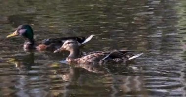 Gün boyunca, iki kahverengi ördek gölet boyunca yüzer. Yakın plan..