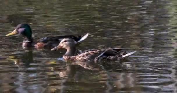 Pendant Journée Deux Canards Bruns Nagent Long Étang Gros Plan — Video