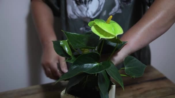 Vrouwenhanden planten een bloem in een pot. Een vrouw die de aarde temt in een pot.. — Stockvideo