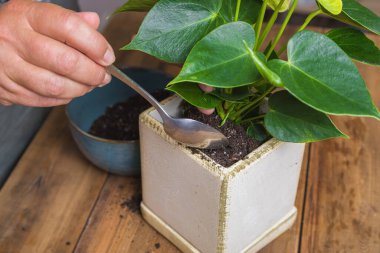 Bir kadın, karelik bir saksıya bir anthurium çiçeği naklediyor. Çiçekçilik,