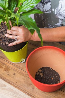 Bir kadın bir spathiphyllum çiçeğini kare bir saksıya nakleder..