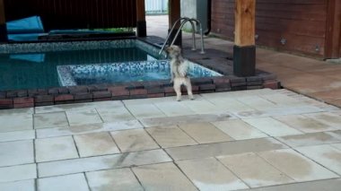 Küçük bir köpek tenis topuyla oynuyor ve top suya düşüyor..