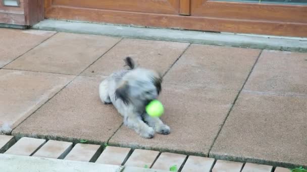 Маленький собака грає з тенісним м'ячем у дворі. Собака стрибає і жує м'яч — стокове відео