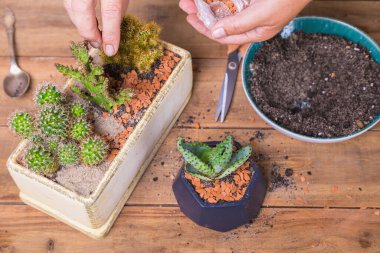 Bir kadın kaktüs çiçeğini küçük bir saksıya naklediyor..