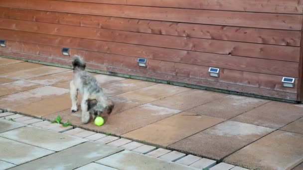 Ένα μικρό σκυλί παίζει με μια μπάλα του τένις στην αυλή. Ο σκύλος πηδάει και μασάει την μπάλα. — Αρχείο Βίντεο