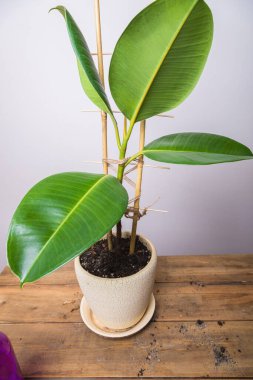 Bir kadın incir çiçeğine bir iple destek bağlar. Çiçekçilik. Yakın plan..