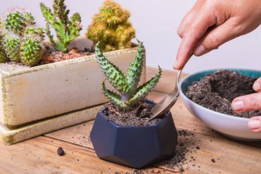 Bir kadın kaktüs çiçeğini küçük şekilli bir saksıya naklediyor. Çiçekçilik, yakın plan..