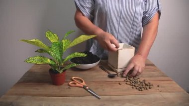 Bir kadın seramik bir saksıda kanalizasyonda uyuyakalıyor. Ev bitkisi nakli konsepti. Bahçıvanlık.