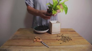 Bir kadın bir çiçeğin kökünü plastik bir nakil kabından çıkarır. Ev bitkisi nakli konsepti. Bahçıvanlık.