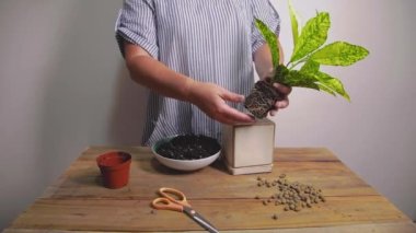 Bir kadın seramik bir saksıya taze toprak döker. Ev bitkisi nakli konsepti. Bahçıvanlık.