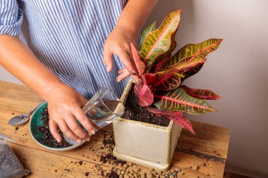 Bir kadın nakledilmiş bir çiçeği seramik bir tencerede suluyor. Ev bitkisi nakli konsepti.
