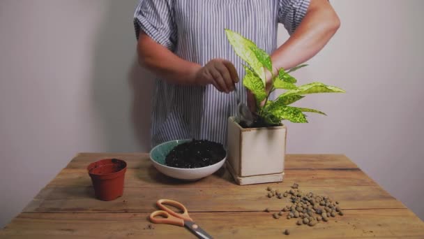 A woman pours fresh earth into a ceramic flower pot. Houseplant transplant concept. — Stock Video