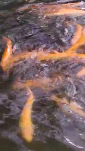 Golden Truta Arco Íris Uma Fazenda Peixes Espirrando Água Peixes — Vídeo de Stock