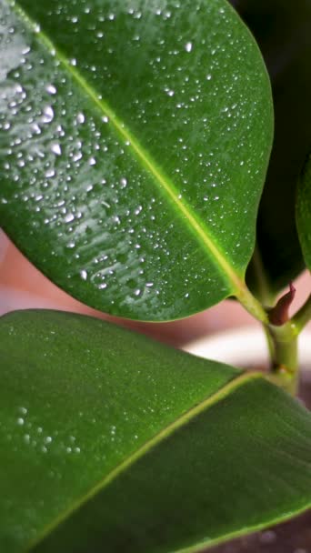 Removing dust and washing leaves, wiping with a cloth. A lush green houseplant. — Stock Video