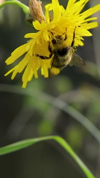 Egy dongó nektárt gyűjt egy pitypangból. Nyáron egy méh ül egy virágon a napon.. — Stock videók